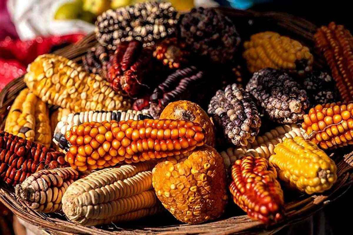 “Sin maíz no hay país”