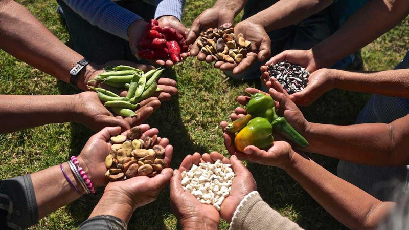 Sembrar vida cosechando libertad: La soberanía alimentaria como resistencia indígena y campesina / Conciencia y Visión