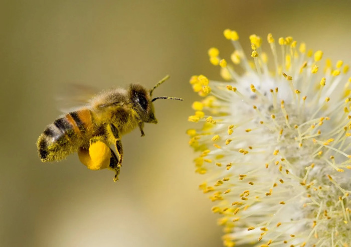 Día internacional de las Abejas: Ejemplo de organización valorado en la historia de la humanidad / Conciencia y Visión