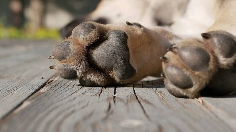 Vecinos alertan por presunto envenenamiento de animales