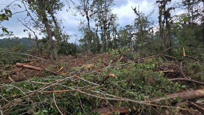 Denuncian destrucción ambiental en Tuxtla, San Cristóbal y Huixtán 