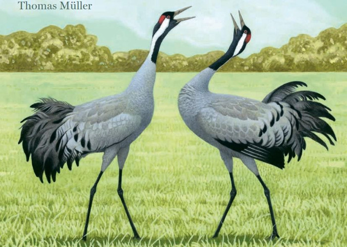 Lealtad y fidelidad en las especies animales / Al Sur con Montalvo 