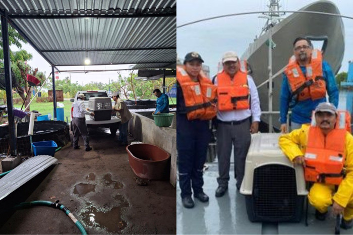 Participa UNACH en acciones para atender a ejemplar de lobo marino varado en playas de Mazatán