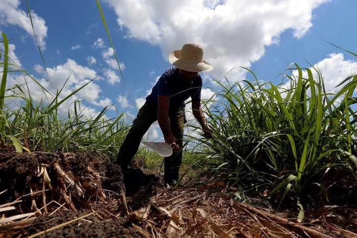 Una más sobre el agro y la seguridad alimentaria